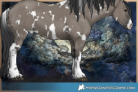 Horse Color:White Spotted Grullo 