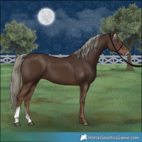 Horse Color:Liver Chestnut Mushroom Sabino 