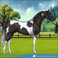 Horse Color:Liver Chestnut Tobiano 