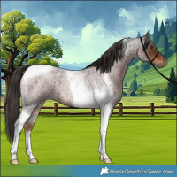 Horse Color:Liver Red Roan Tobiano 