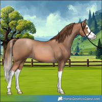 Horse Color:Liver Chestnut Pearl Splash 