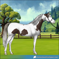 Horse Color:Liver Chestnut Mushroom Splash Tobiano 