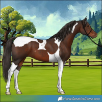 Horse Color:Liver Chestnut Tobiano