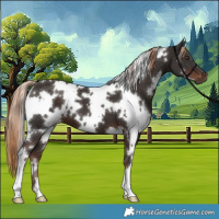 Horse Color:White Spotted Liver Chestnut 