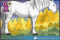 Horse Color:Liver Chestnut Sabino Splash Rabicano