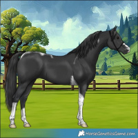 Horse Color:Black Tobiano 