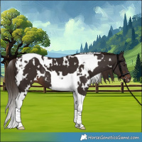 Horse Color:White Spotted Liver Chestnut Tobiano