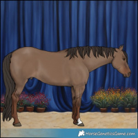 Horse Color:Liver Red Dun 