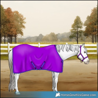 Horse Color:Liver Chestnut Tobiano Appaloosa 