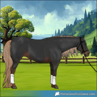 Horse Color:Liver Chestnut 