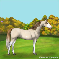 Horse Color:Red Dun Roan Splash Frame Rabicano 