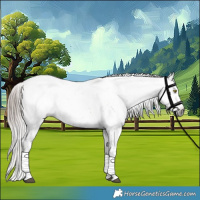 Horse Color:Gray White Spotted Chestnut