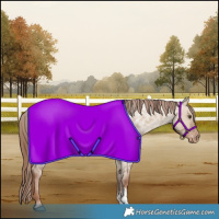 Horse Color:Red Dun Roan Sabino Appaloosa 