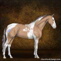 Horse Color:Bay Dun Splash Tobiano 