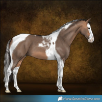 Horse Color:Bay Dun Splash Tobiano 