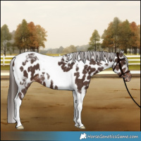 Horse Color:Liver Chestnut Tobiano Near Leopard 