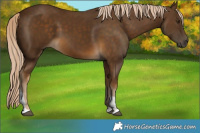 Horse Color:Chocolate Palomino Tobiano