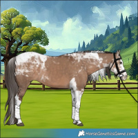 Horse Color:Liver Red Dun Splash Tobiano 