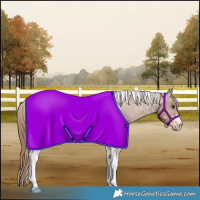 Horse Color:Chestnut Tobiano Appaloosa 