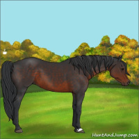 Horse Color:Brown 