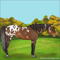 Horse Color:White Spotted Buckskin Appaloosa 