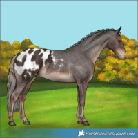 Horse Color:Liver Chestnut Mushroom Appaloosa 