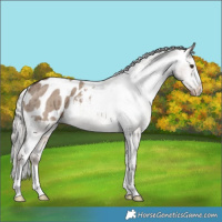 Horse Color:Liver Red Dun Mushroom Appaloosa Brindle 