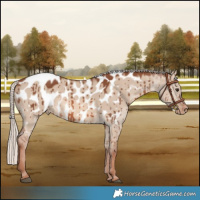 Horse Color:Red Dun Mushroom Appaloosa Brindle 