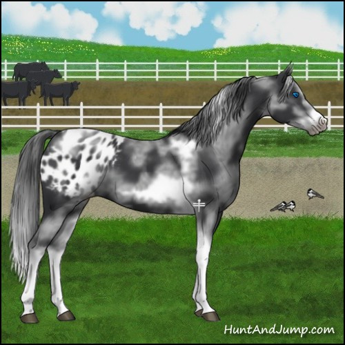 Horse Color:White Spotted Black Splash Tobiano Frame Appaloosa 