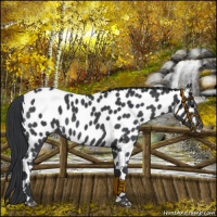 Horse Color:Blue Roan Tobiano Near Leopard 