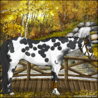 Horse Color:Black Splash Tobiano Frame 