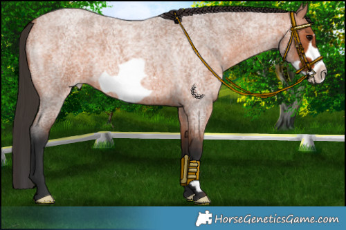Horse Color:Bay Roan Frame 
