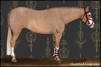 Horse Color:Red Roan Splash