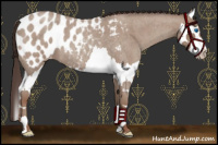 Horse Color:Classic Champagne Roan Splash Appaloosa 