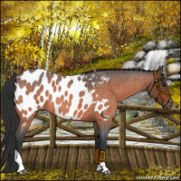 Horse Color:Bay Roan Tobiano Appaloosa 
