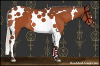 Horse Color:Silver Bay Tobiano