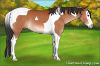 Horse Color:Bay Splash Tobiano 