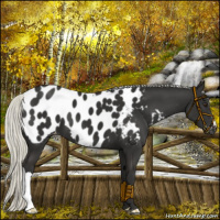 Horse Color:Liver Chestnut Mushroom Appaloosa 