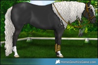 Horse Color:Liver Chestnut Mushroom