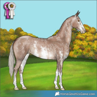Horse Color:Gray Silver Black Pearl Sabino 