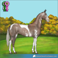 Horse Color:Gray Silver Black Pearl Sabino Tobiano Rabicano 