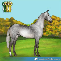 Horse Color:Gray Silver Black 