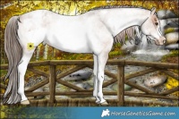 Horse Color:Red Roan Tobiano Frame Varnish  and White Spotted Bay Roan Frame Varnish 