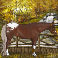 Horse Color:Chocolate Silver Brown Appaloosa 