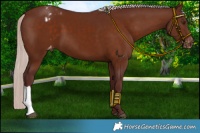 Horse Color:Chocolate Silver Brown Appaloosa 