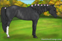 Horse Color:Black Rabicano 
