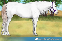 Horse Color:Amber Champagne Roan Dun Appaloosa 
