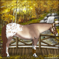 Horse Color:Red Onyx Roan Appaloosa 