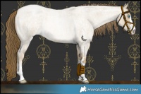 Horse Color:Buckskin Roan Pearl Dun 