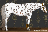 Horse Color:Liver Chestnut Mushroom Appaloosa